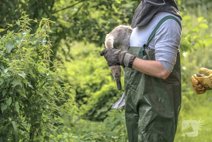 Jonge zwaan vast met dobber en vishaak