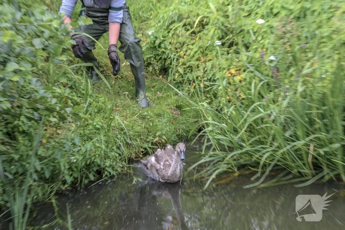 Jonge zwaan vast met dobber en vishaak