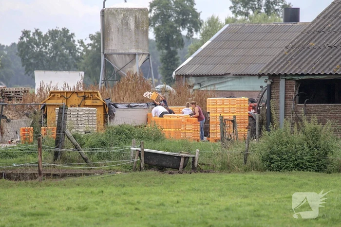 14 kippenboeren met fipronil melden zich
