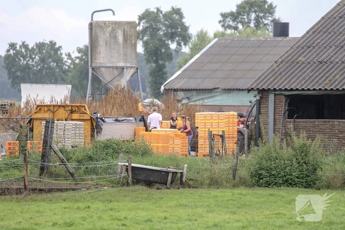 14 kippenboeren met fipronil melden zich