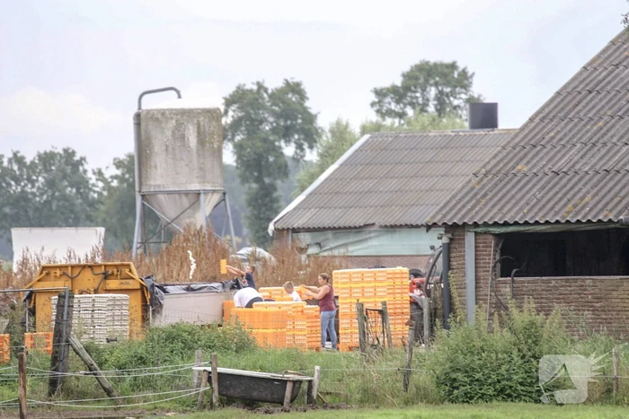 14 kippenboeren met fipronil melden zich