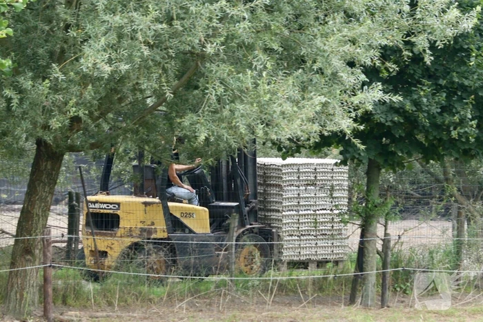 14 kippenboeren met fipronil melden zich