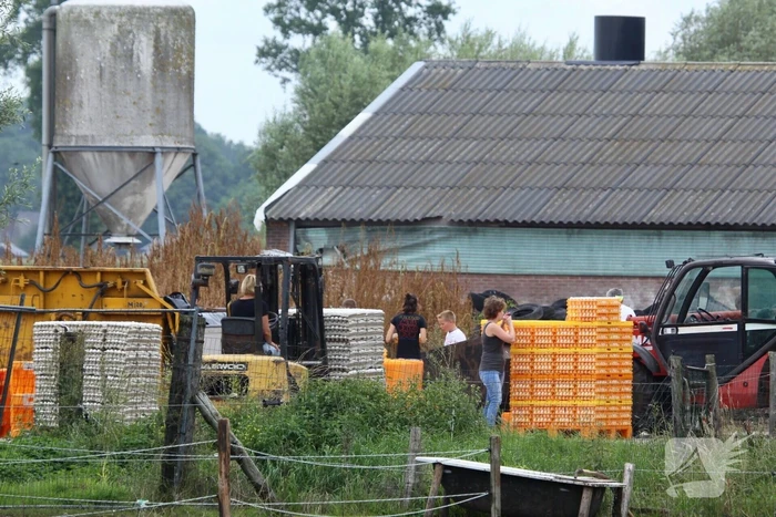 14 kippenboeren met fipronil melden zich