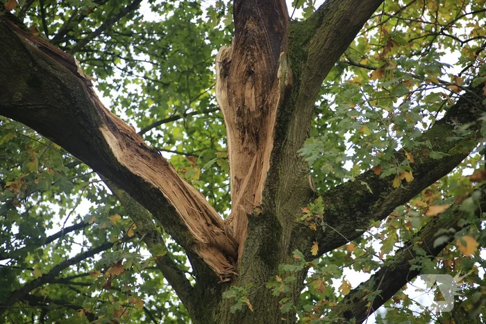 Deel van boom breekt af na storm