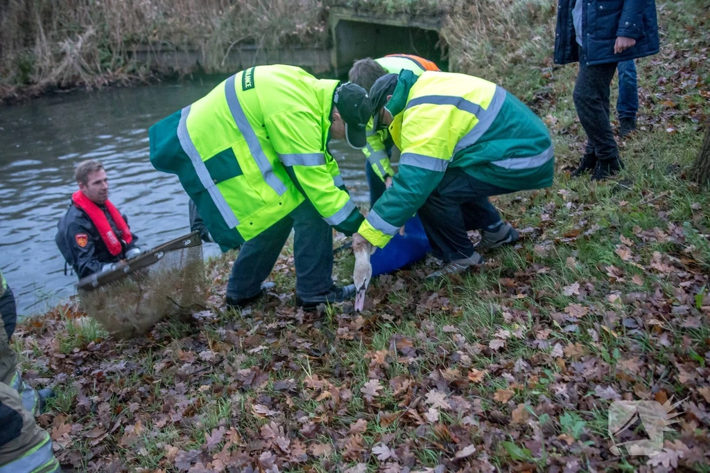 Coelhorsterlaan 112 melding Hoogland 