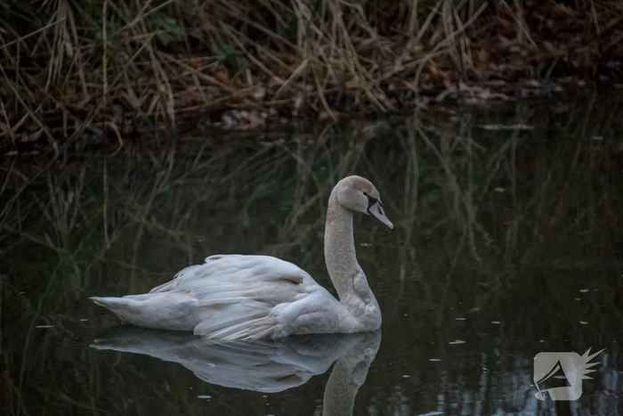 Brandweer en Dierenzorg Eemland redden gewonde zwaan