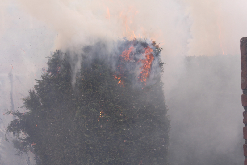 Brandweer blust brandende coniferenhaag