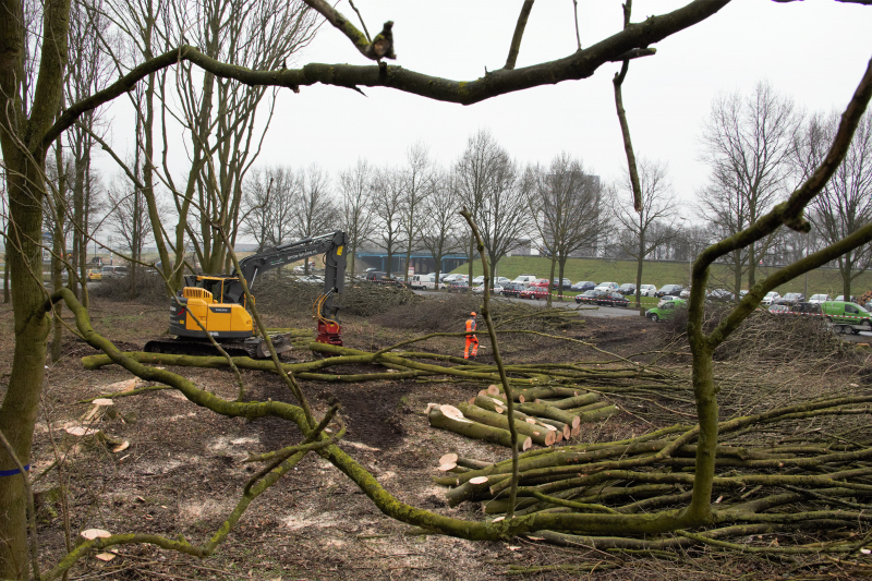 Beruchte seksbos langs de carpoolplaats gekapt