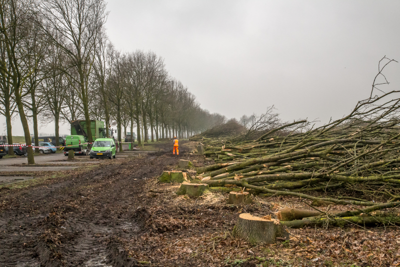 Beruchte seksbos langs de carpoolplaats gekapt
