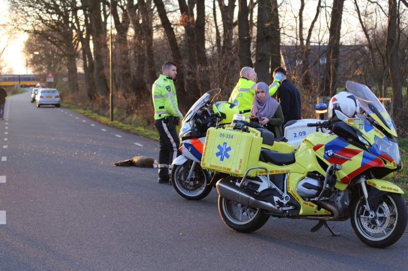 Auto beschadigd na aanrijding met ree
