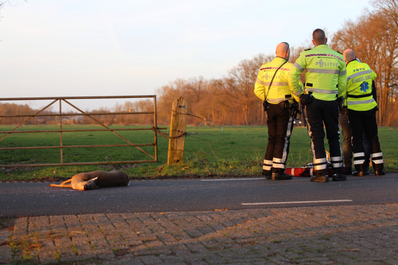 Auto beschadigd na aanrijding met ree