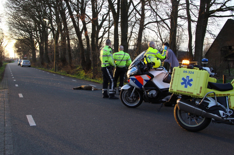Auto beschadigd na aanrijding met ree