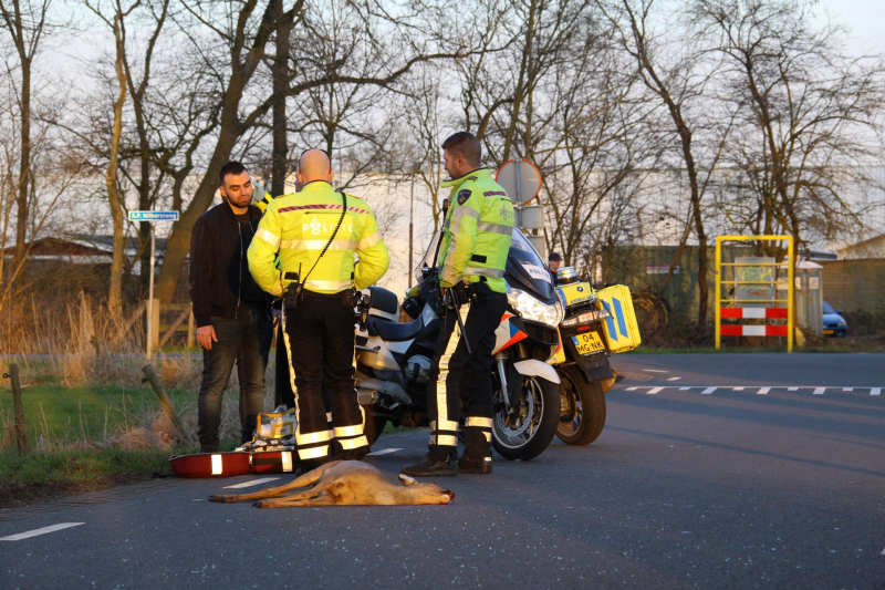 Auto beschadigd na aanrijding met ree