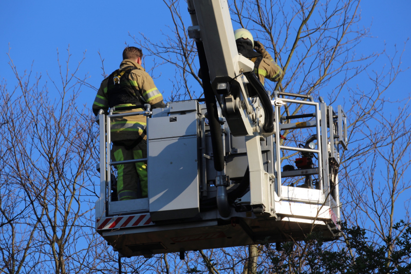 Brandweer bevrijdt ekster uit hoge boom