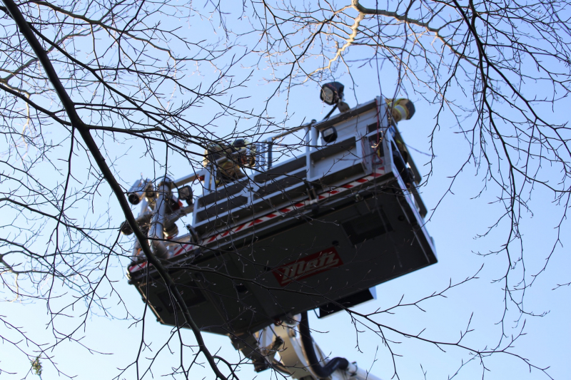 Brandweer bevrijdt ekster uit hoge boom