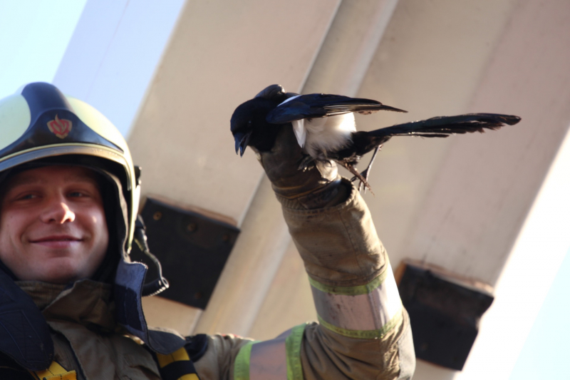 Brandweer bevrijdt ekster uit hoge boom