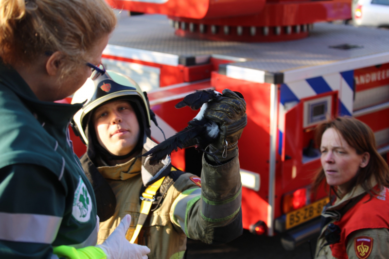 Brandweer bevrijdt ekster uit hoge boom
