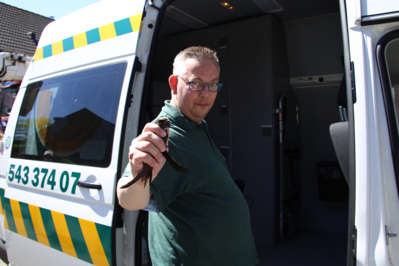 Vogel vast onder dakpan