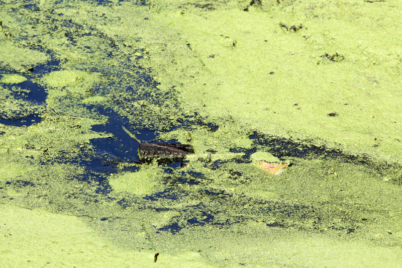 Onderzoek gestart in drooggelegde sloot