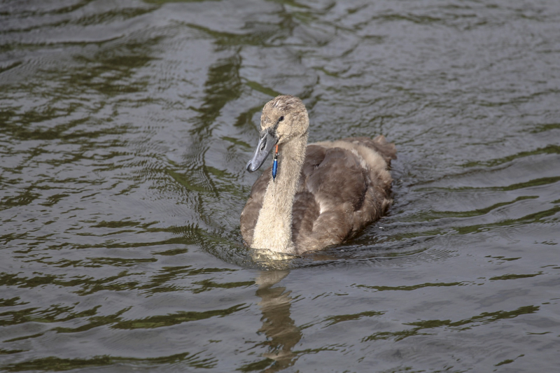 Jonge zwaan vast met dobber en vishaak