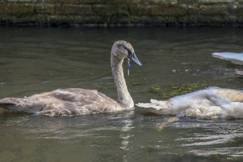Jonge zwaan vast met dobber en vishaak