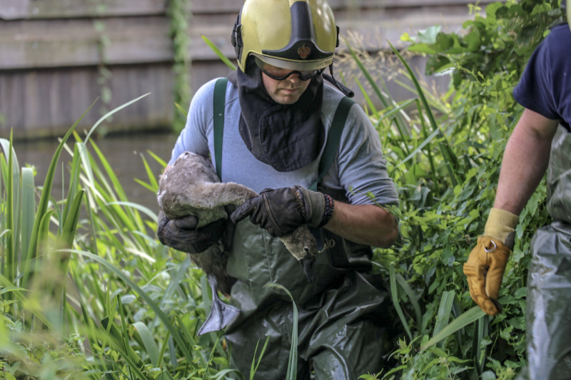 Jonge zwaan vast met dobber en vishaak