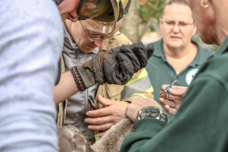 Jonge zwaan vast met dobber en vishaak