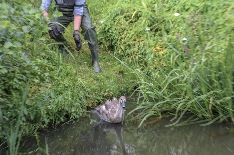Jonge zwaan vast met dobber en vishaak