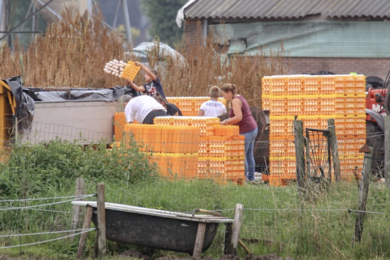 14 kippenboeren met fipronil melden zich