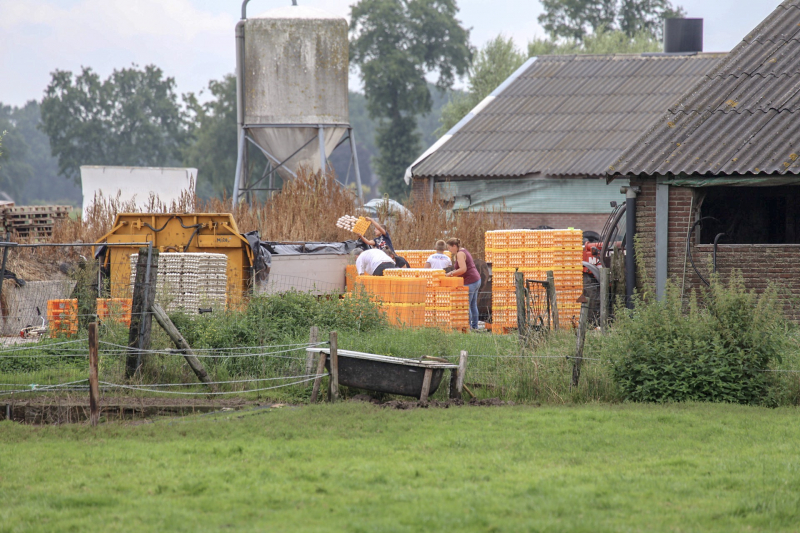 14 kippenboeren met fipronil melden zich