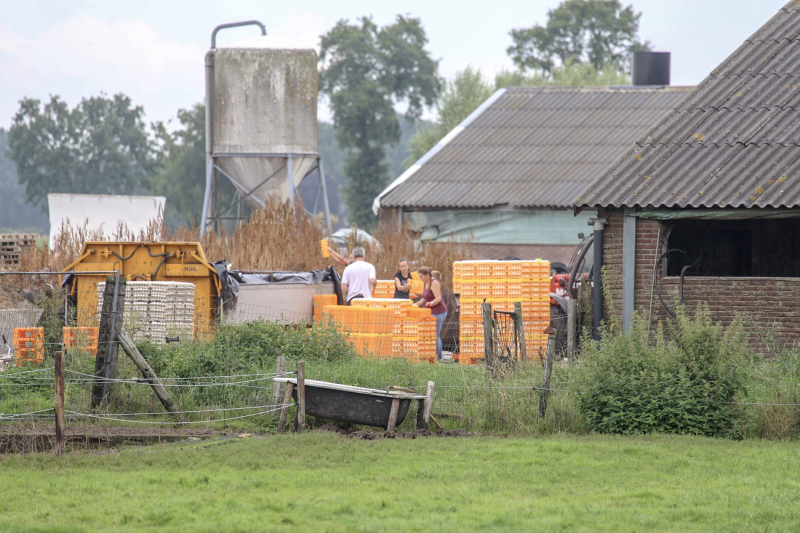 14 kippenboeren met fipronil melden zich