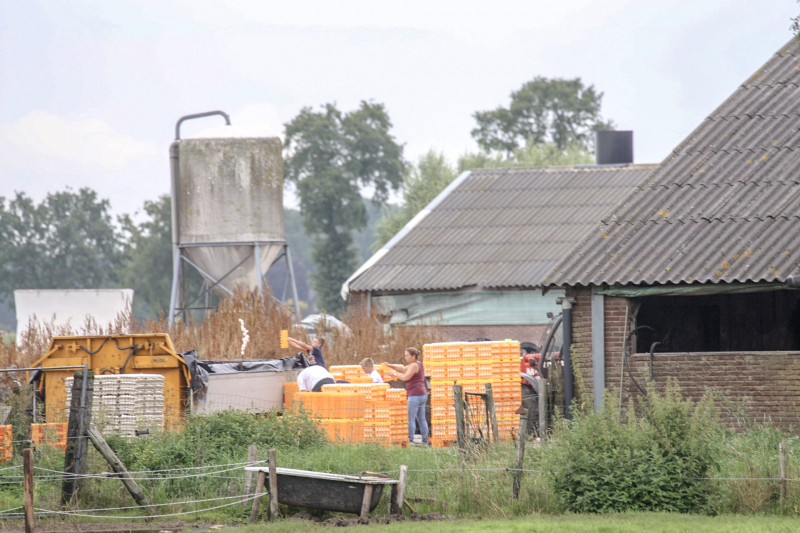 14 kippenboeren met fipronil melden zich