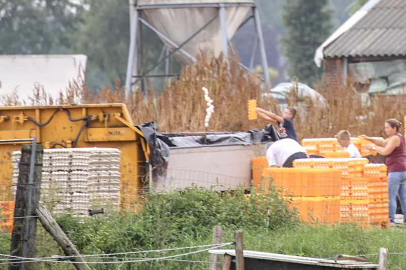 14 kippenboeren met fipronil melden zich