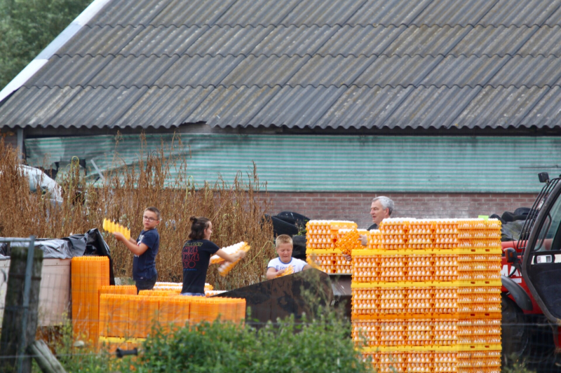 14 kippenboeren met fipronil melden zich
