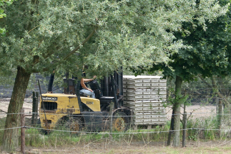 14 kippenboeren met fipronil melden zich