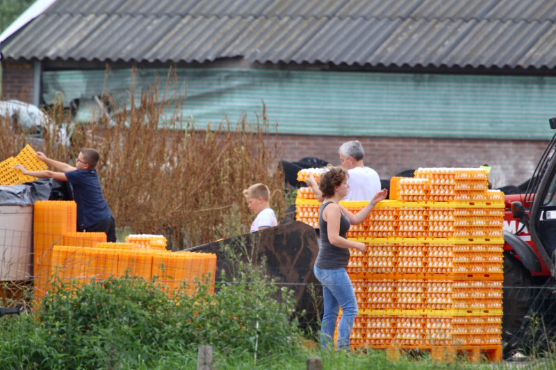 14 kippenboeren met fipronil melden zich