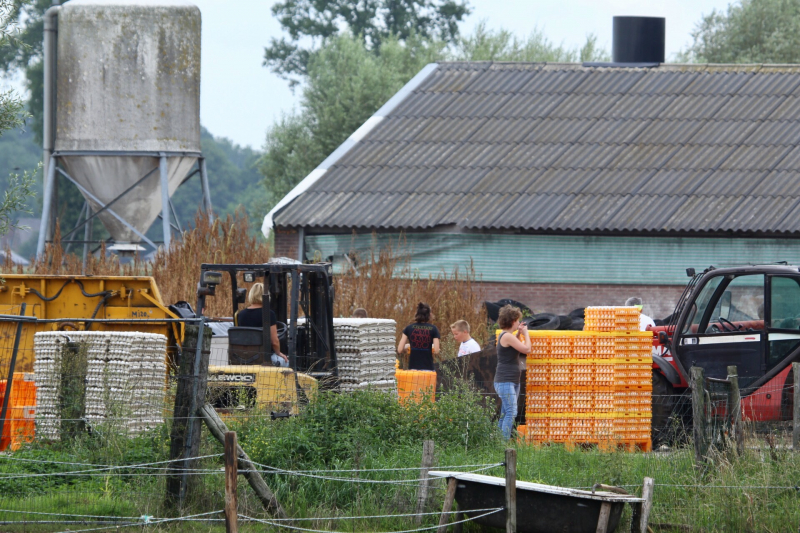 14 kippenboeren met fipronil melden zich