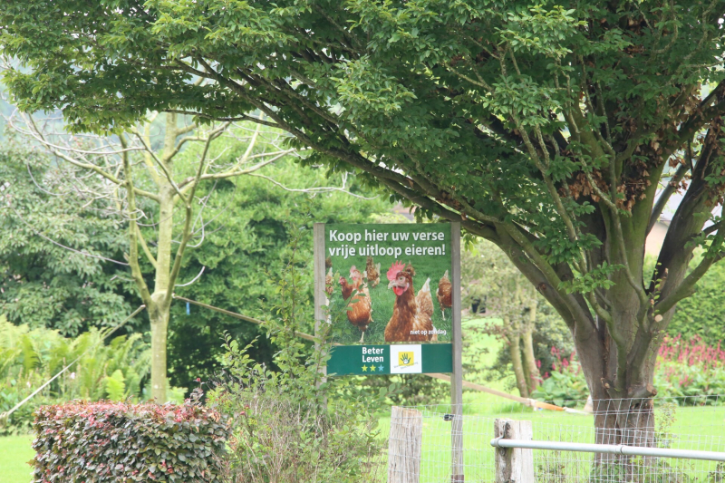 14 kippenboeren met fipronil melden zich