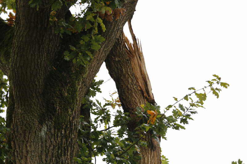 Weg afgesloten door vallende takken