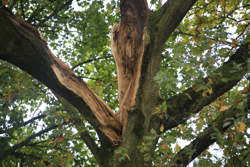 Deel van boom breekt af na storm