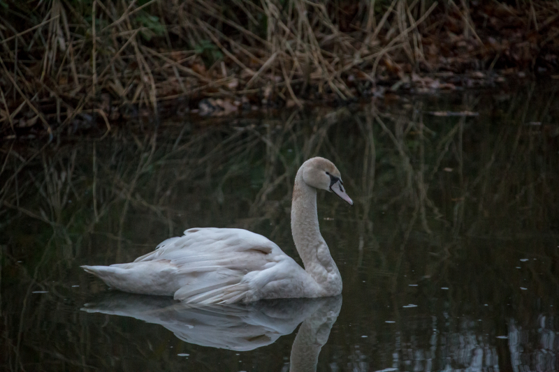 Brandweer en Dierenzorg Eemland redden gewonde zwaan