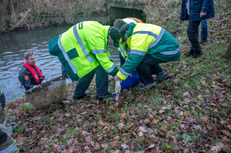 Brandweer en Dierenzorg Eemland redden gewonde zwaan