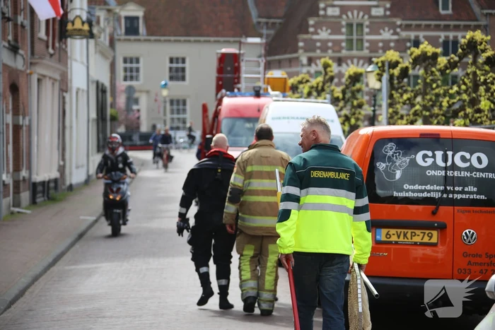 Brandweer redt vastzittende eendjes