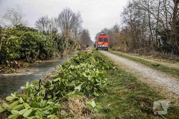 Brandweer redt logeerhond Buck (1,5) uit water De Meent