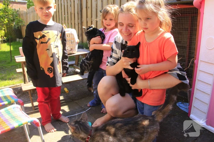Kitten Oscar springt uit hoge  boom bij reddingsactie