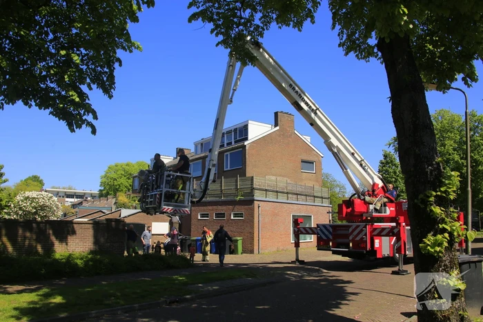 Kitten Oscar springt uit hoge  boom bij reddingsactie