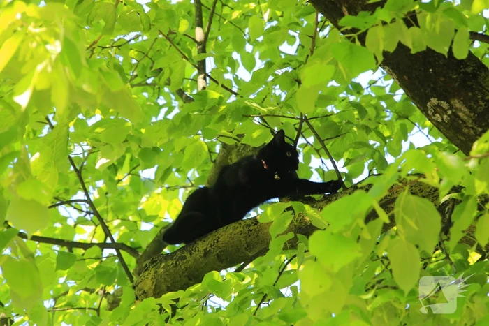 Kitten Oscar springt uit hoge  boom bij reddingsactie