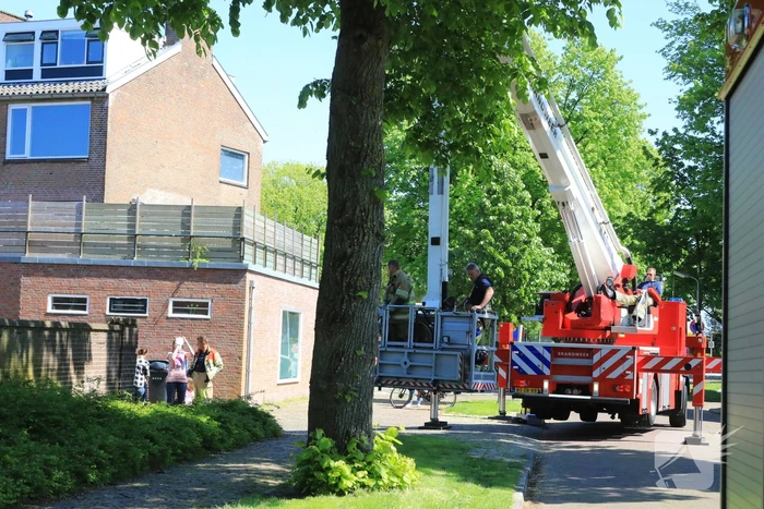 Kitten Oscar springt uit hoge  boom bij reddingsactie