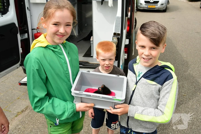 Bram (10) en Jamie (10) redden jonge meerkoetjes uit sloot