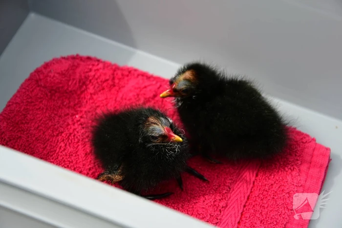 Bram (10) en Jamie (10) redden jonge meerkoetjes uit sloot